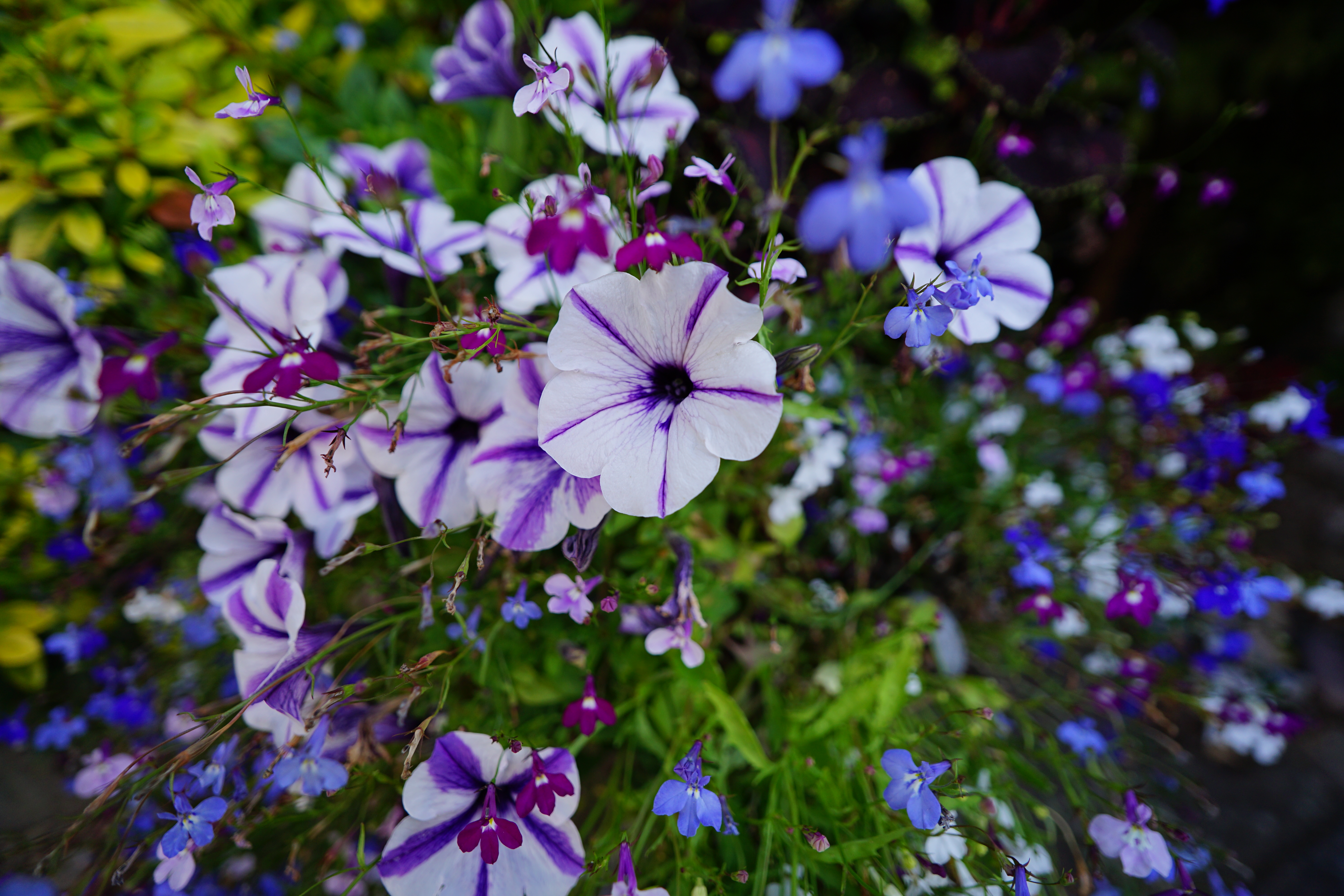 LK Samyang AF 16mm f/2.8 P FE example shot