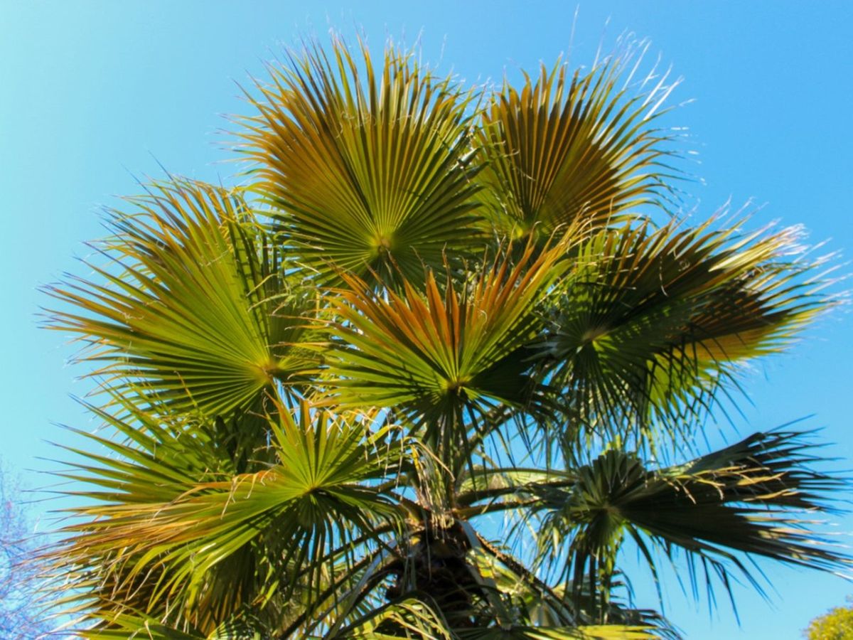 windmill palm tree root system