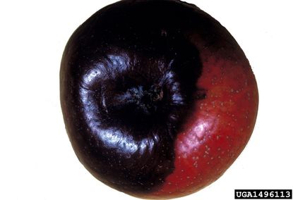 Black Rot On Red Apple