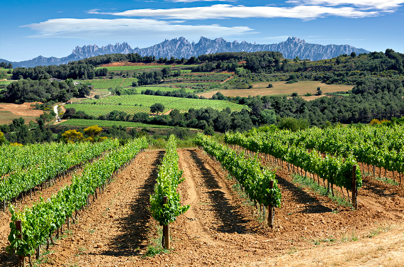 Penedes_vinyes-i-montserrat.jpg