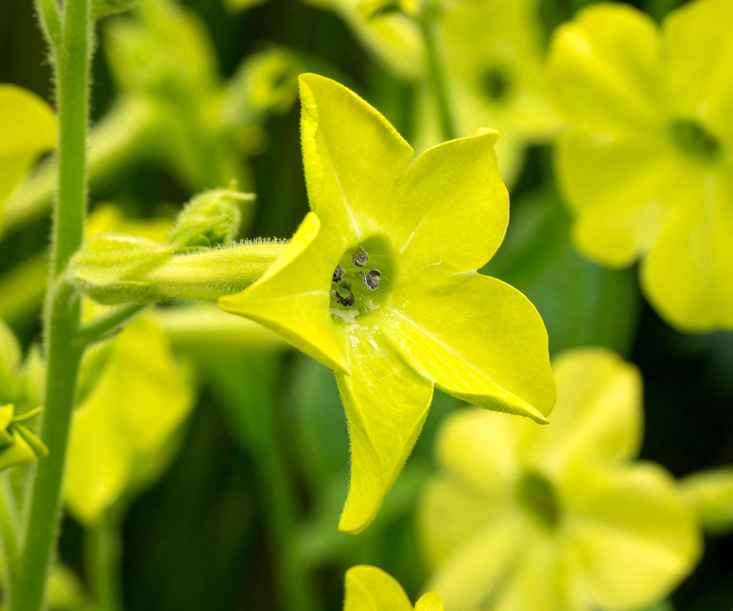 lime green flowers of Nicotiana alata 'Lime Green'
