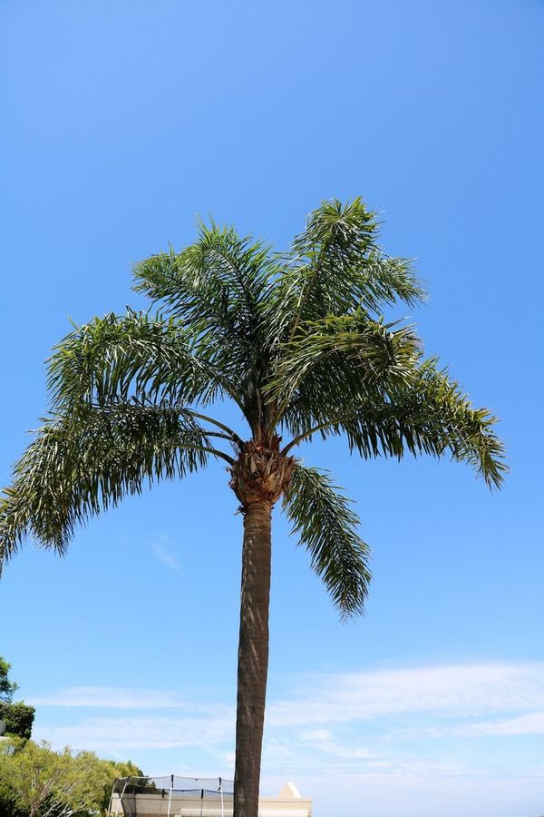 Queen Palm Winter Care - How To Overwinter Queen Palms | Gardening Know How