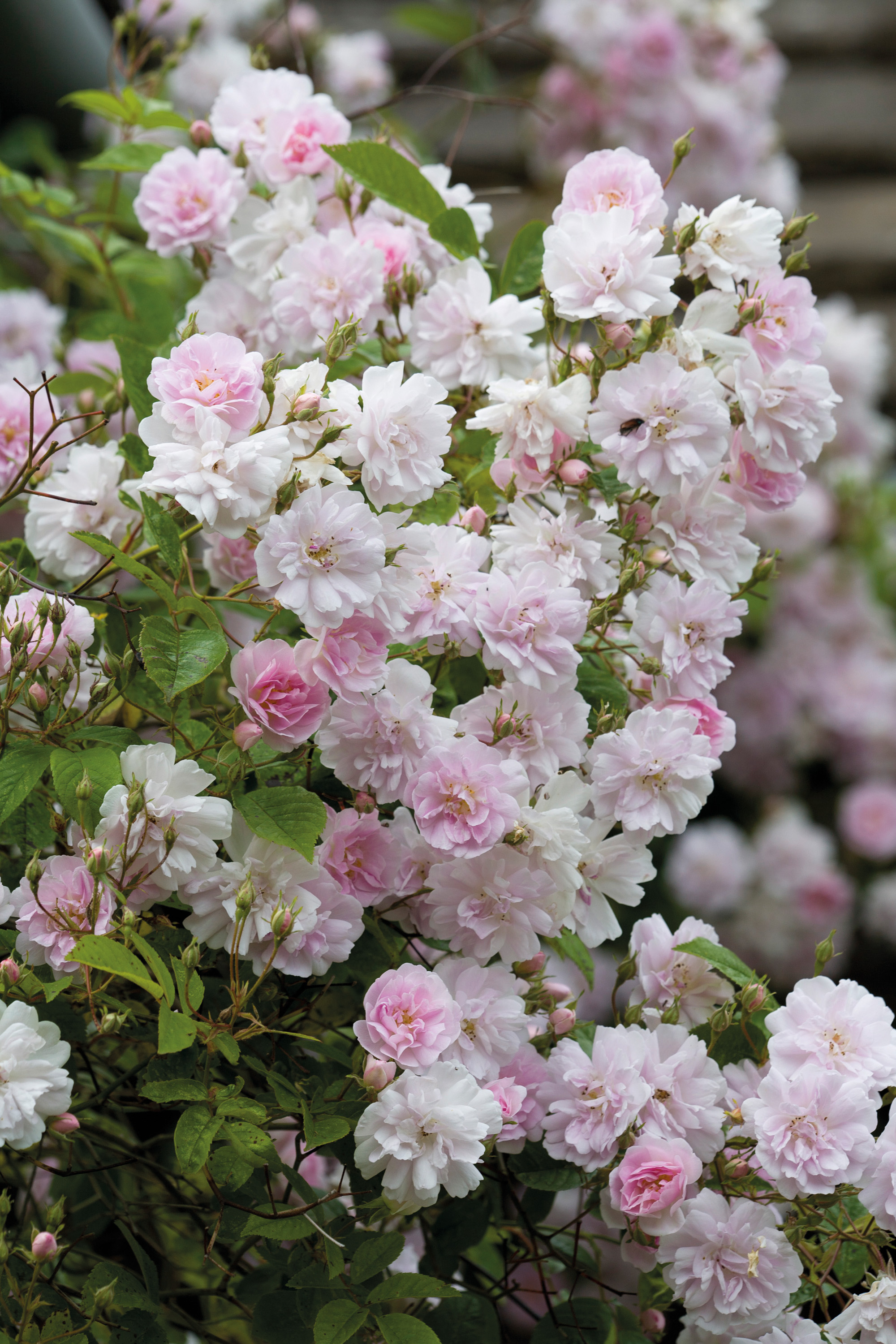 5 beautiful roses to introduce colour and scent to your garden ...