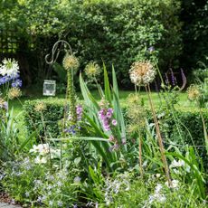 Foxgloves and alliums in front of hedge in garden