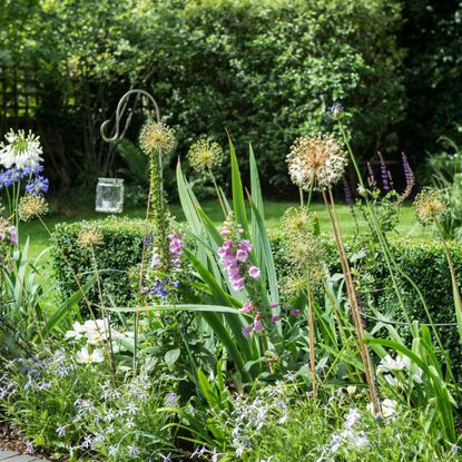 Foxgloves and alliums in front of hedge in garden