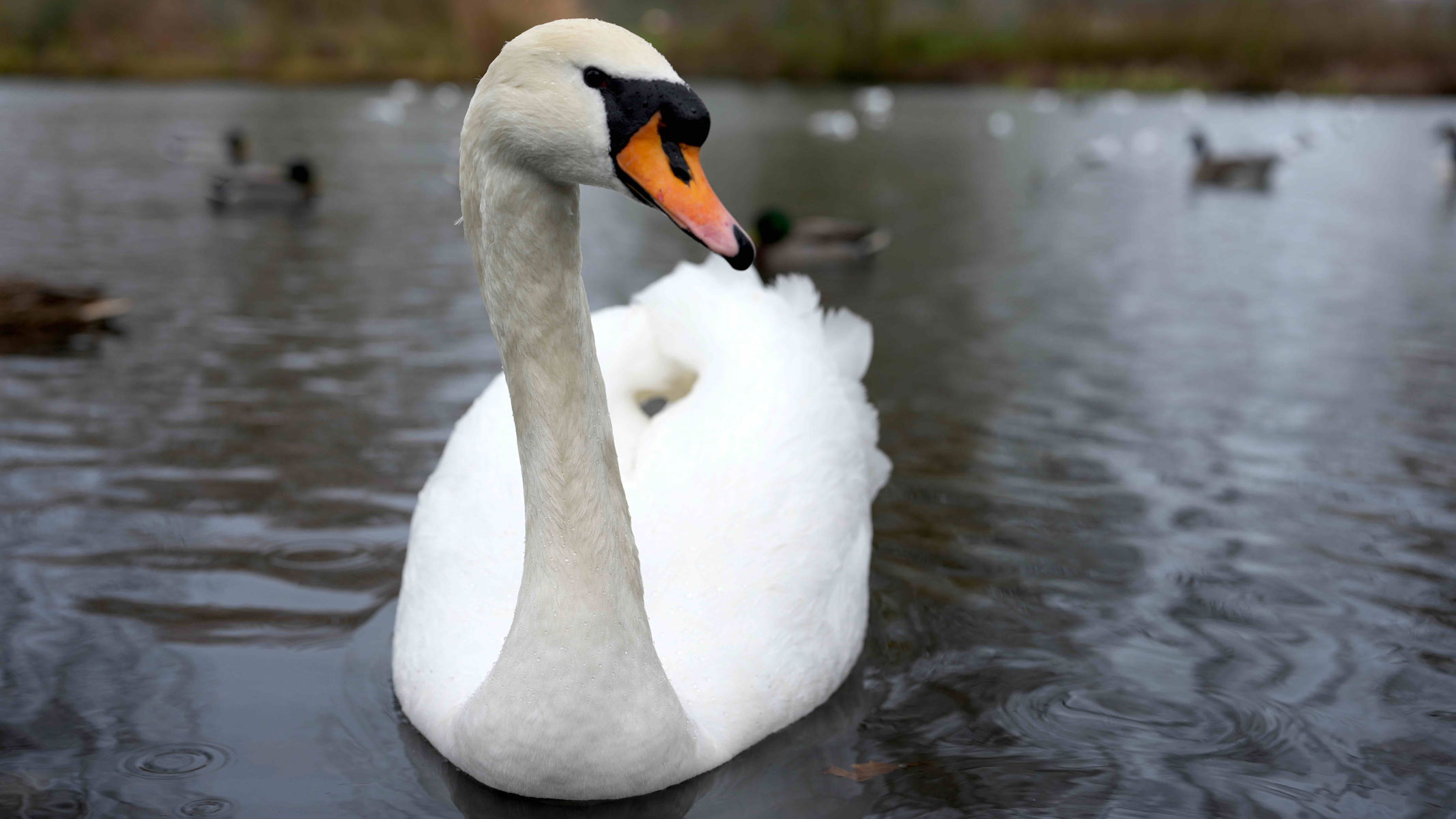A swan on a lake with ducks in the background.