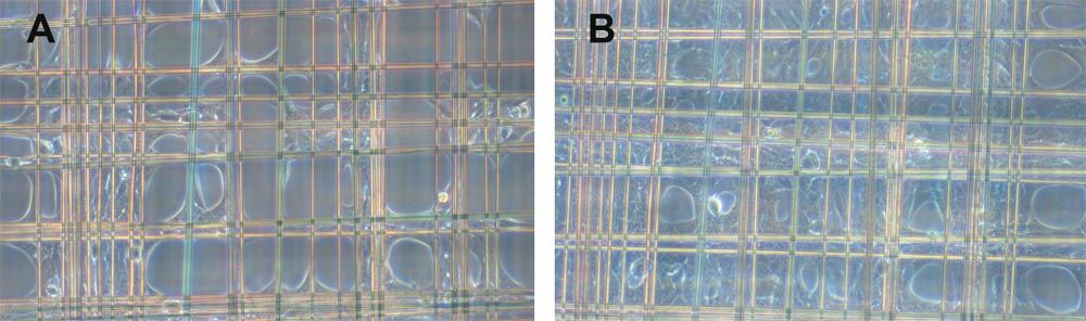 skin cells on mesh frame