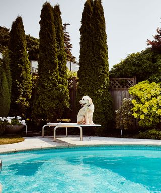 cypress trees by pool with dog on diving board
