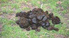 poo.jpg
