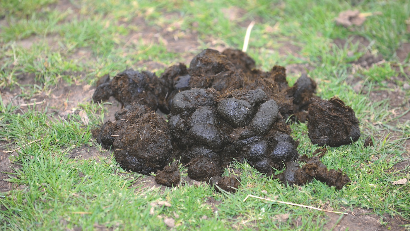 poo.jpg