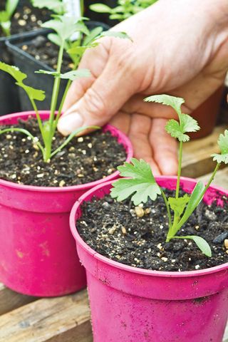 how to transplant seedlings: coriander seedlings