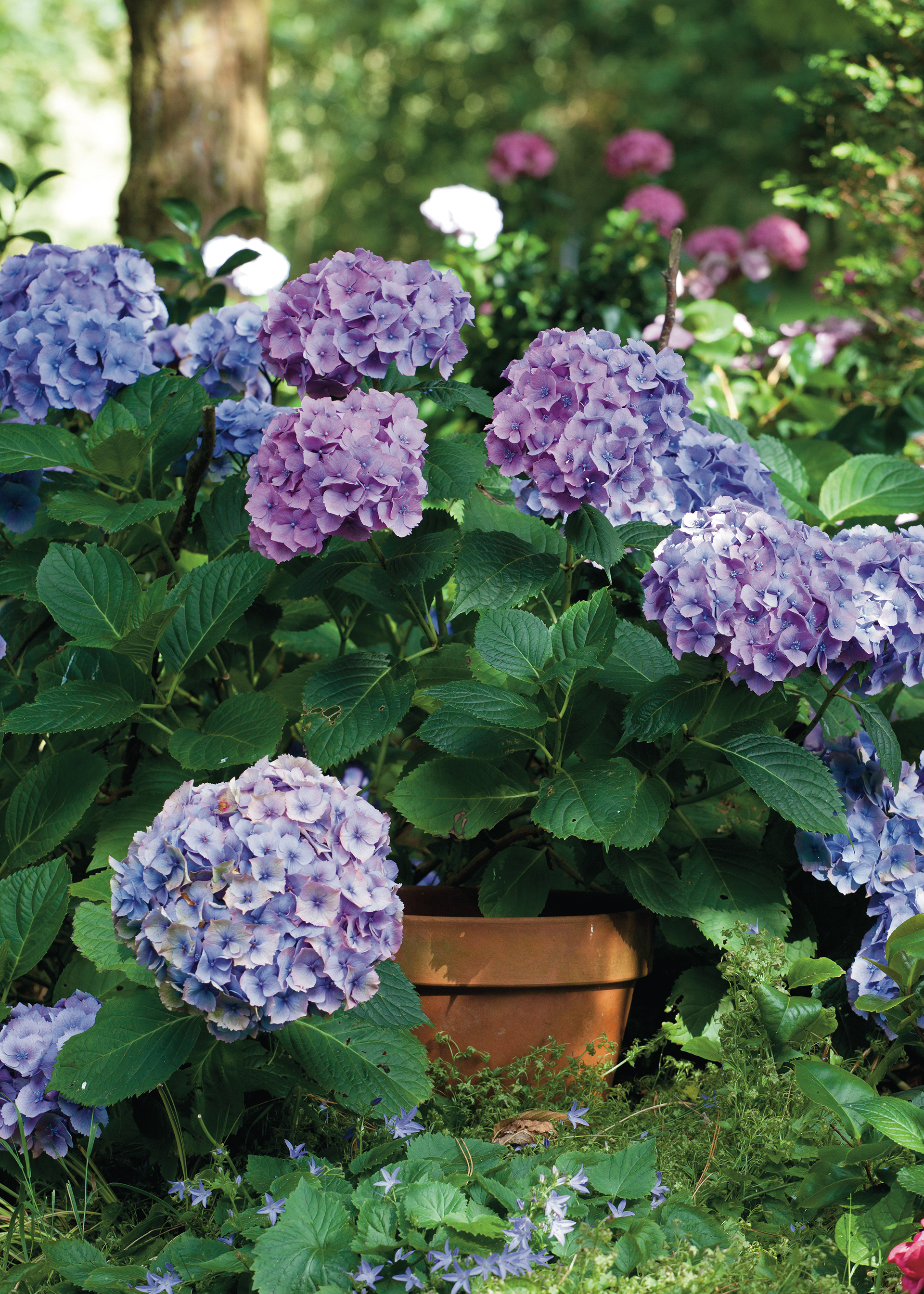 Hydrangeas love partial shade but need some sun