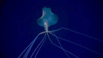 A bigfin squid swims in the deep sea.