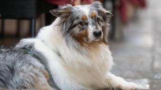 Thick coat of Australian shepherd dog