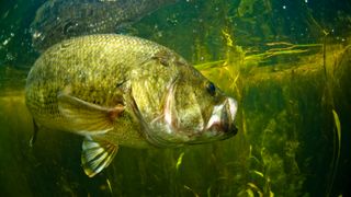 How to catch bass: the best bass fishing tips and tackle