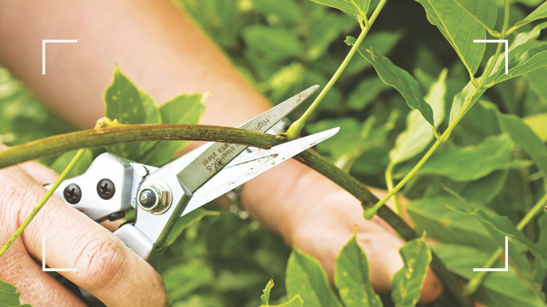 hands with secateurs pruning wisteria stems