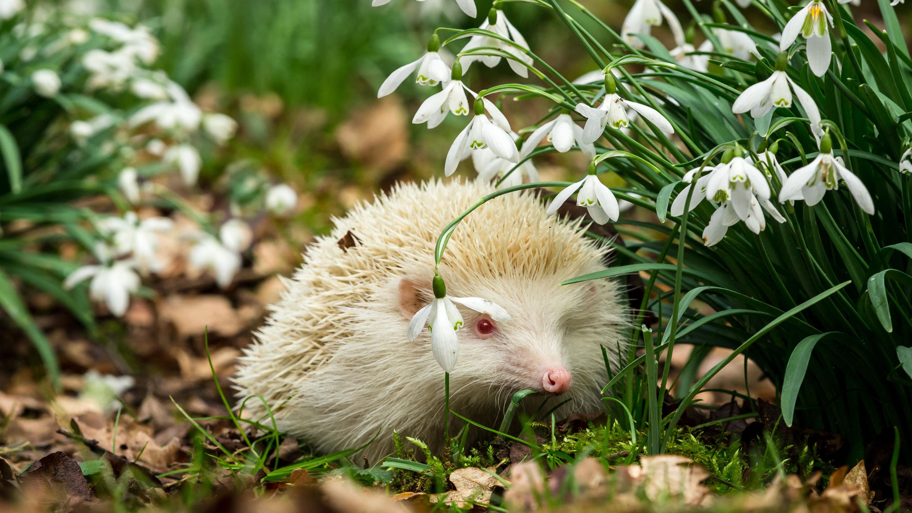 hedgehog in garden 