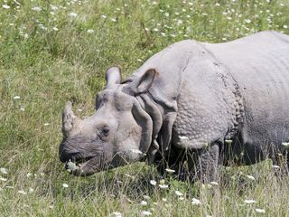 A greater one-horned rhino grazes in a field.