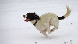 English springer spaniel running in snow