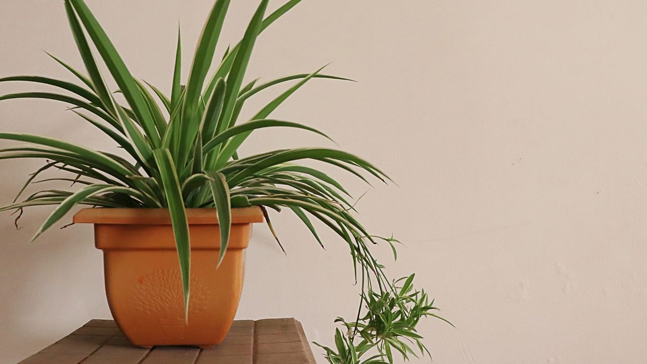 The 33 best indoor plants for your health and wellbeing | Woman & Home