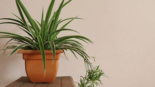Spider plant (​​Chlorophytum comosum)