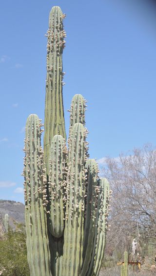 Cardon cactus - Unique to the area