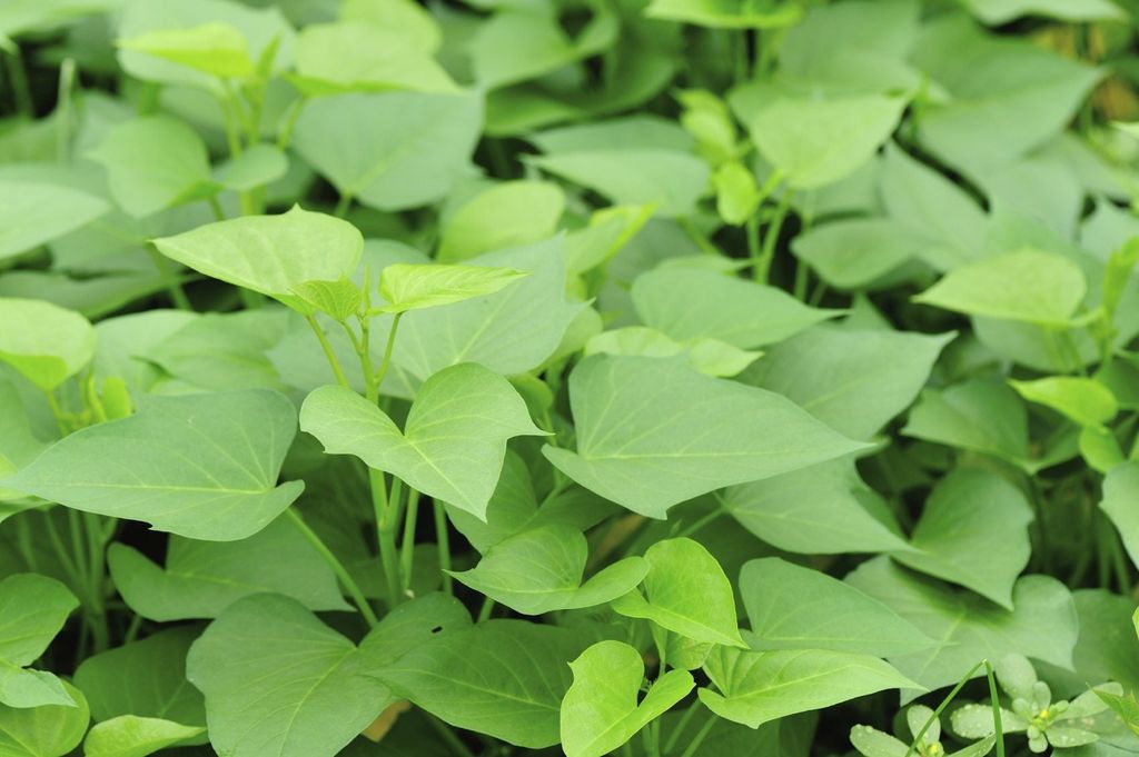 Sweet Potato Greens - Information About Eating Potato Vine Leaves ...