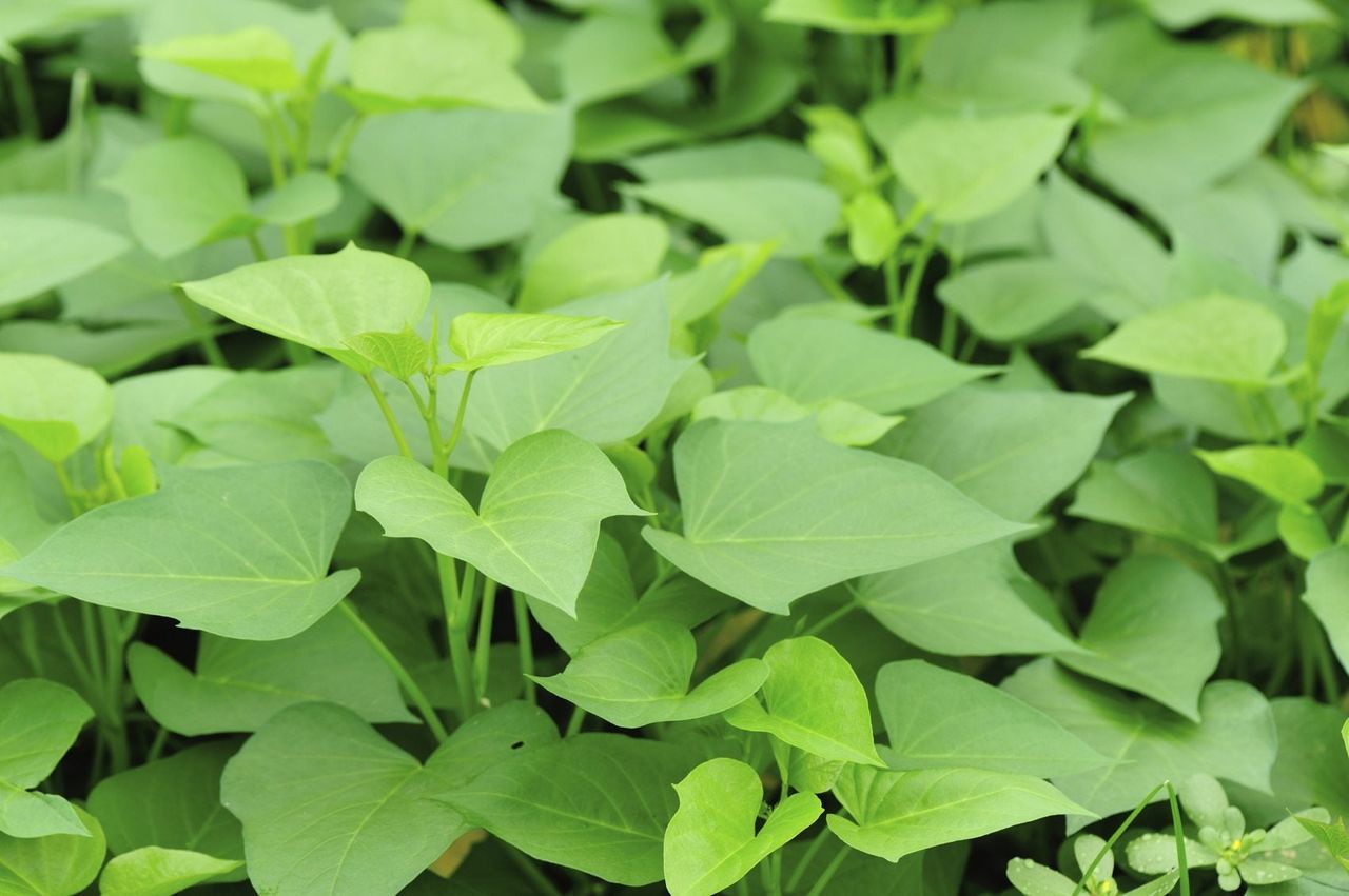 Sweet Potato Vine Plant Leaves