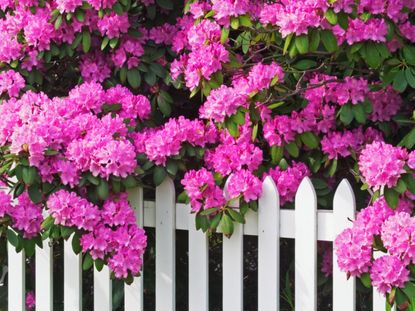 Pink Rhododendrons Shrubs Over White Picket Fence