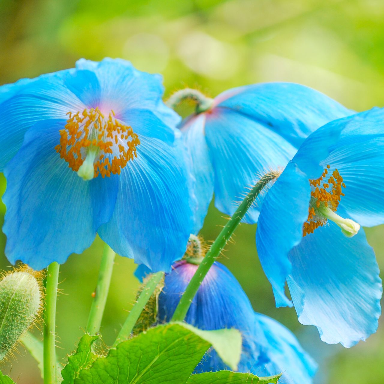 himalayan blue poppy