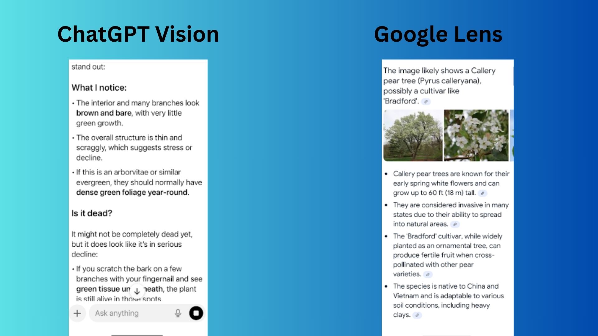 ChatGPT Vision vs Google Lens screenshot