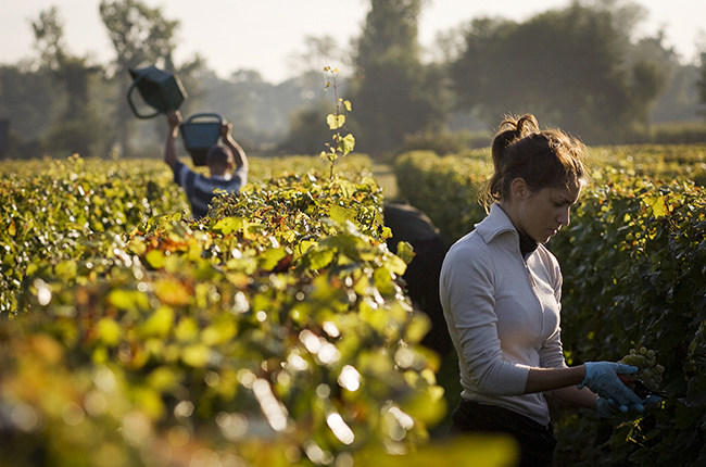 Chateau Latour-Martillac harvest