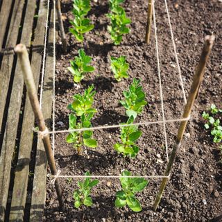 Broad bean plants growing in garden