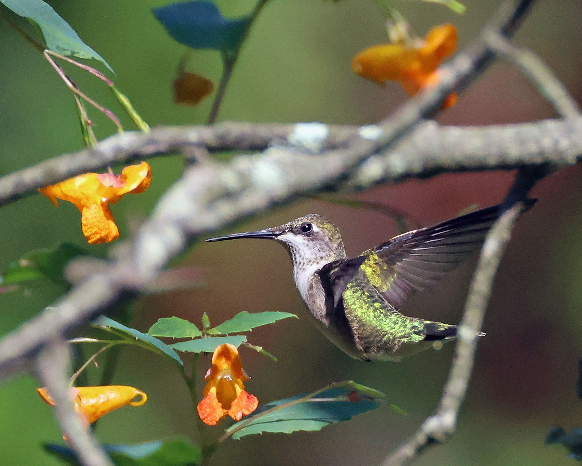 A Hummingbird populates Tackapausha Preserve on September 16, 2024 in Seaford, New York. The Long Island region provides a welcome habitat for a host of birds and wildlife