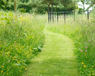 A grassy garden path surrounded by wildflowers and garasses
