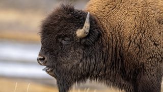 Close-up of bison at Yellowstone National Park, USA