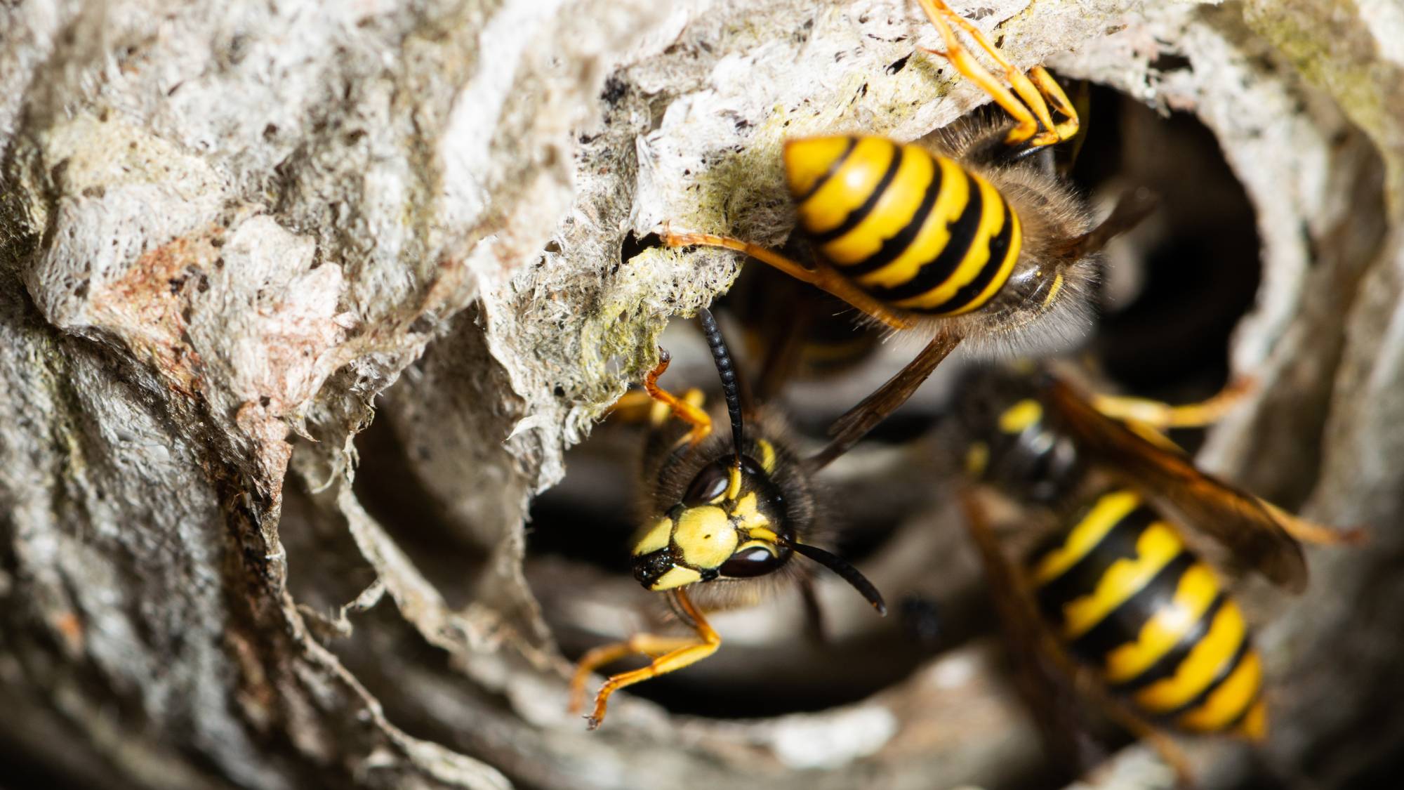 Wasps in entrance to nest