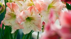 close-up of white amaryllis flowers with red markings