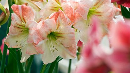 close-up of white amaryllis flowers with red markings