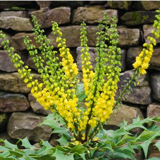 Mahonia x media 'Winter Sun' (aka Oregon Grape, the winter flowering shrub)