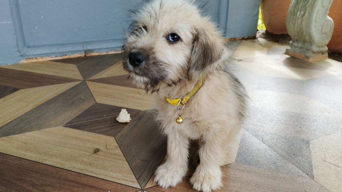 Poco X5 camera samples