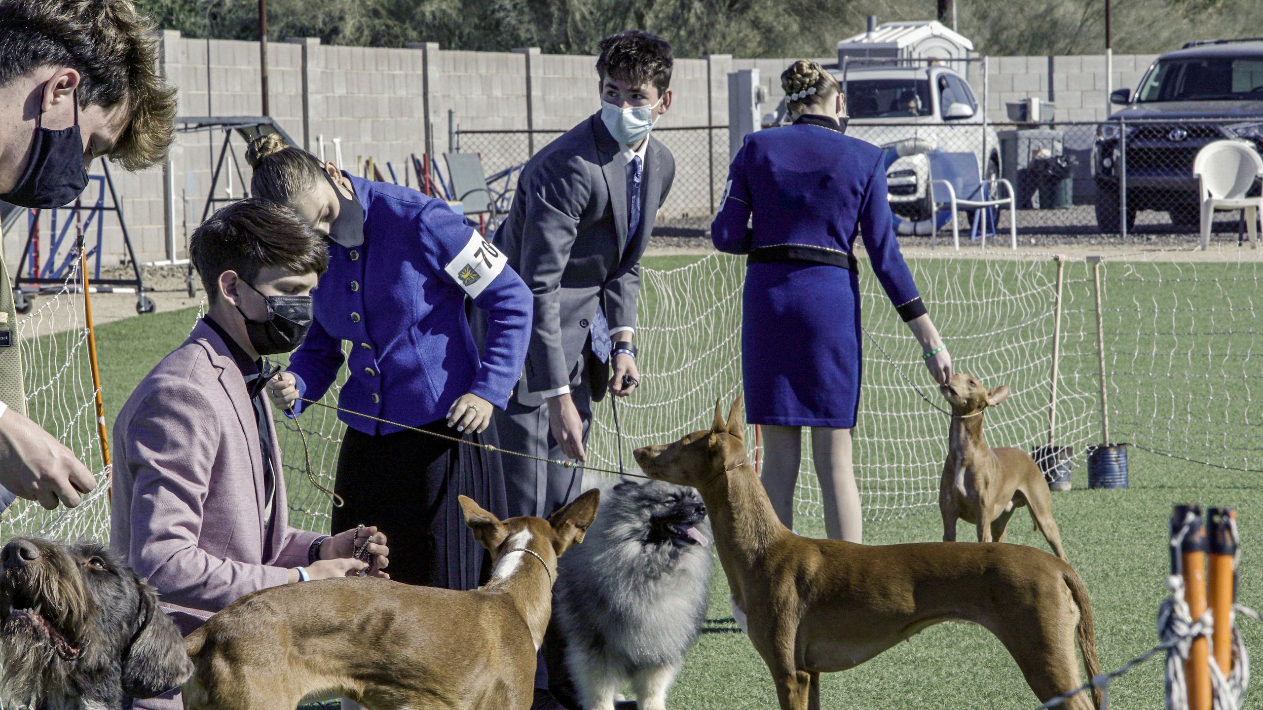Dogs Rising Stars Discovery Grabs Junior Dog Show Series ‘The Mighty Underdogs’ | Next TV ...