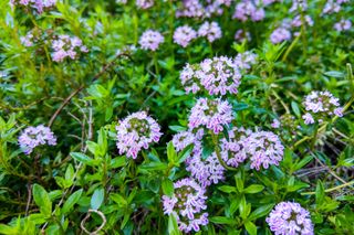 how to grow thyme: add pretty flowers to your borders