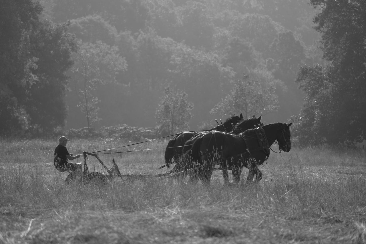 Timeless scene: horses at work at Petersham Meadows in Richmond, London, in Natasha Durlacher’s Early Morning Mowing The Meadows.