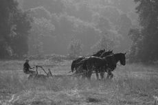 Timeless scene: horses at work at Petersham Meadows in Richmond, London, in Natasha Durlacher’s Early Morning Mowing The Meadows.