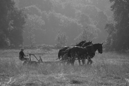 Timeless scene: horses at work at Petersham Meadows in Richmond, London, in Natasha Durlacher’s Early Morning Mowing The Meadows.