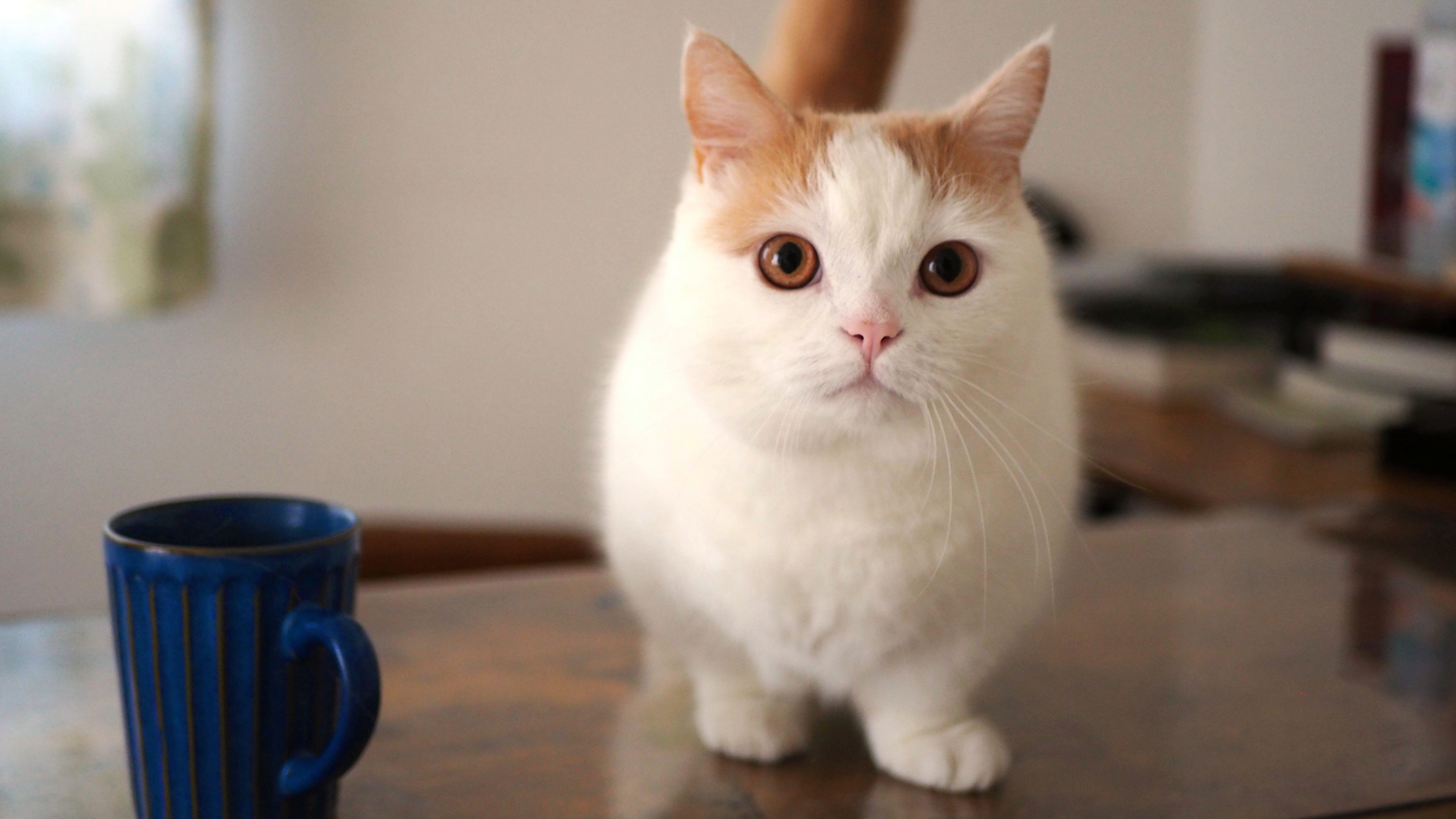 Munchkin cat