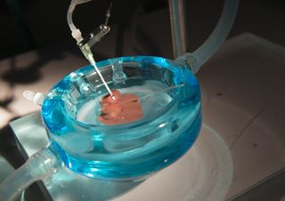 A rat liver sits in a dish in a laboratory.