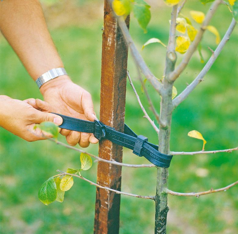 How to move a tree: top tips for replanting trees and shrubs | Gardeningetc