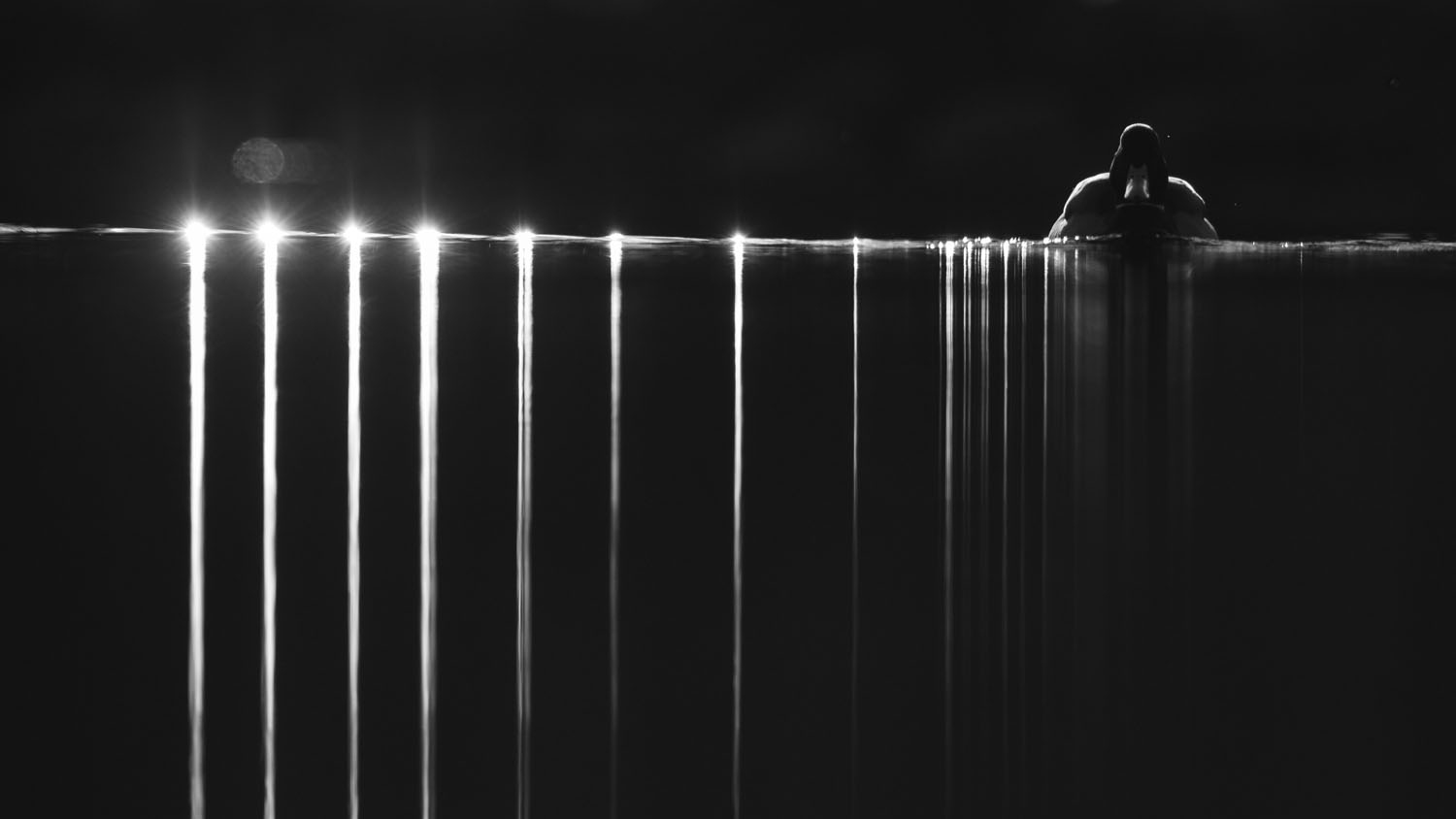 Black-and-white image of a duck swimming at night, with bright lights along the waterline casting long vertical reflections